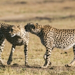 15 Days Africa Guided Photographic Safari Package