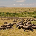 Masai mara Budget safari group 6 pax