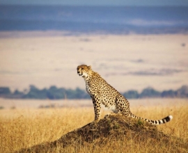 12 Days Kenya wildlife Photographic Safari Holidays