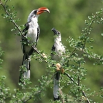 16 Days Kenya Birding Tour Holiday